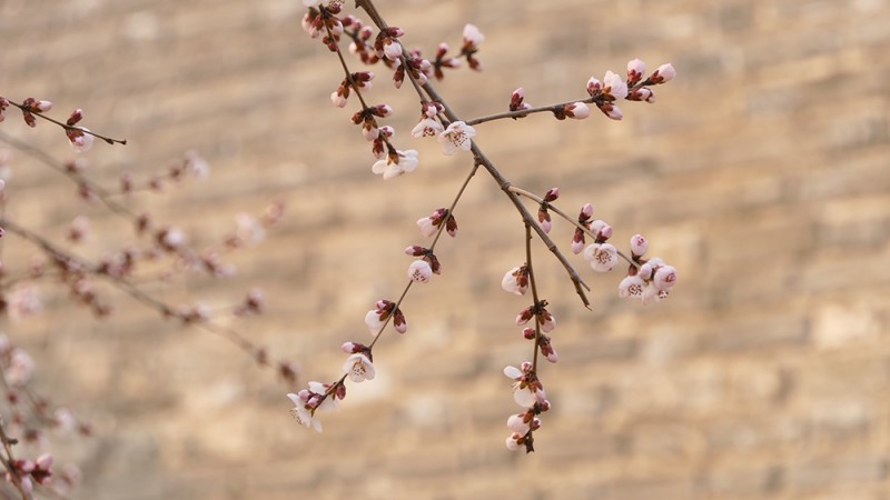 明城墙遗址早春三花