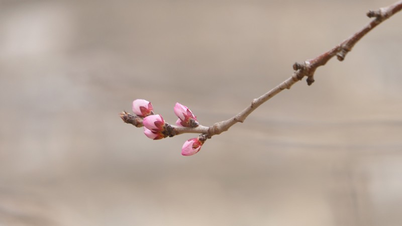 明城墙遗址早春三花