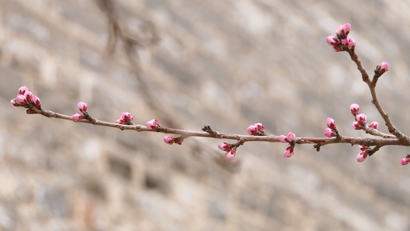 明城墙遗址早春三花