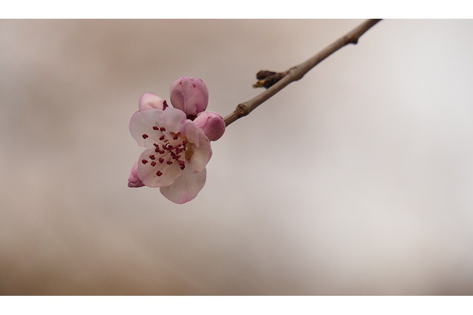 明城墙遗址早春三花