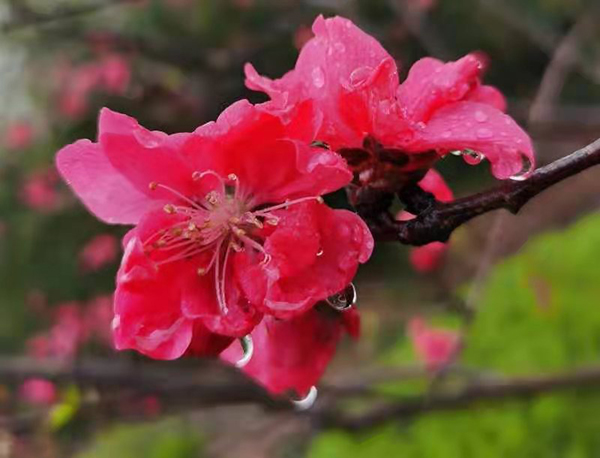 雨润红姿娇——周家鸿手机拍图