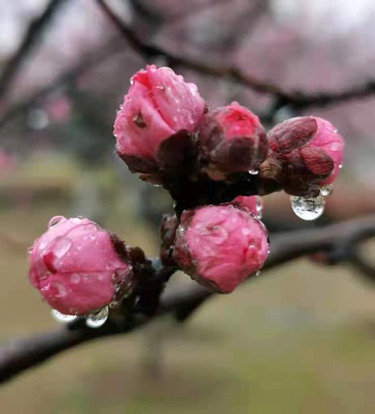 雨润红姿娇——周家鸿手机拍图