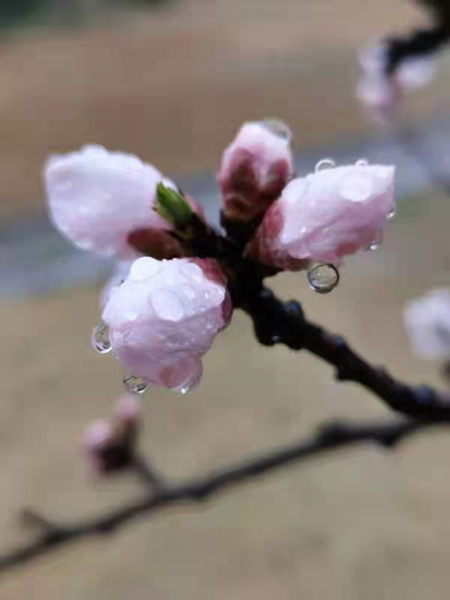 雨润红姿娇——周家鸿手机拍图