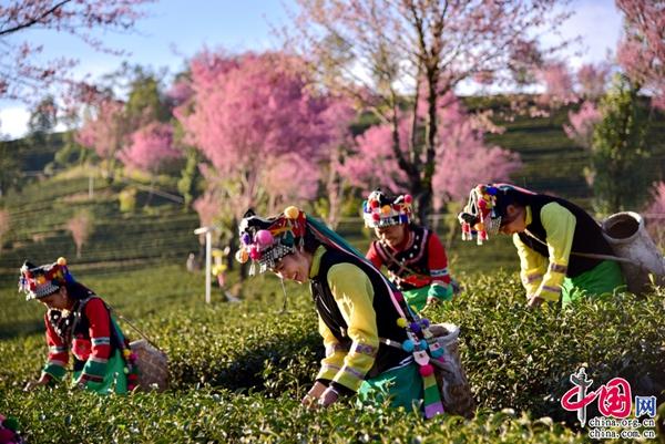 云南南涧：茶旅融合“铺新路”