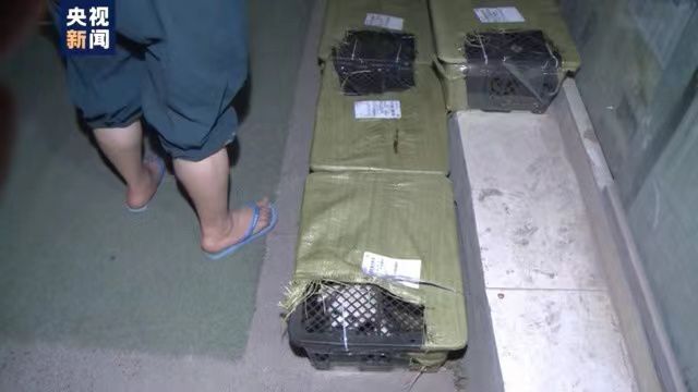 四川邮管局通报：“宠物盲盒”涉事企业被立案调查