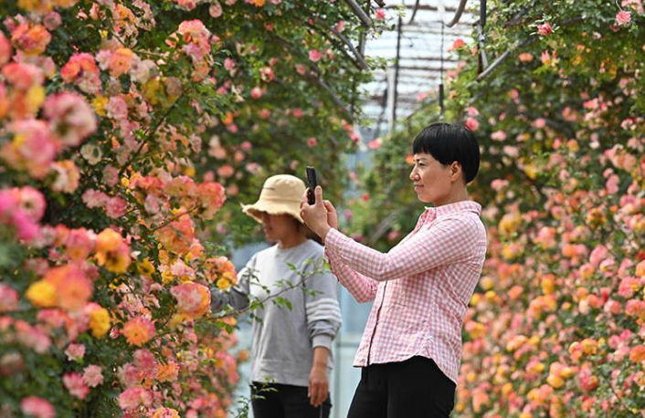 月季盛开时！关于赏花，这些信息值得关注