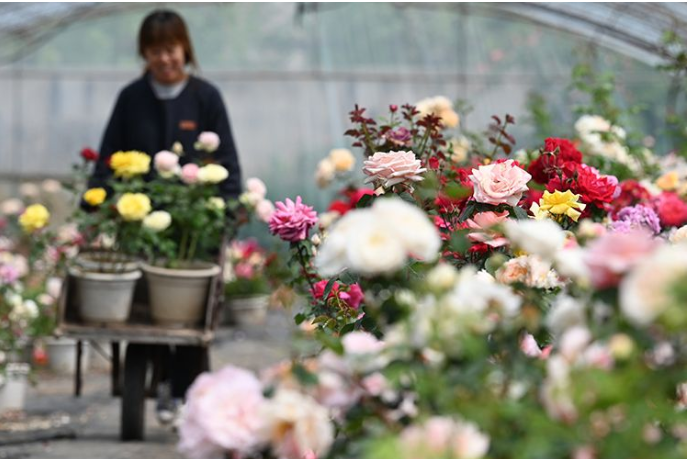 月季盛开时！关于赏花，这些信息值得关注