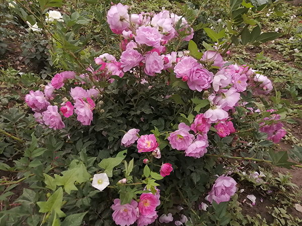 李月手机拍图——五月的那些花儿