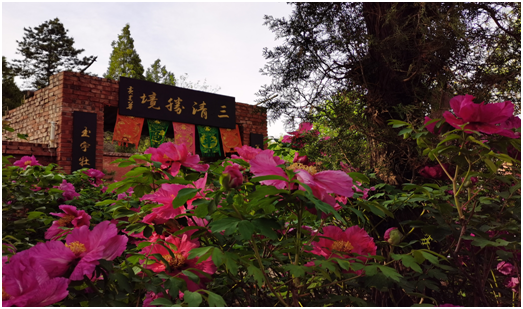 忻州玉清观 牡丹争艳圣境地