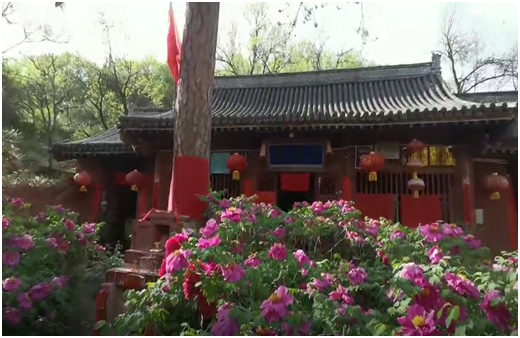 忻州玉清观 牡丹争艳圣境地