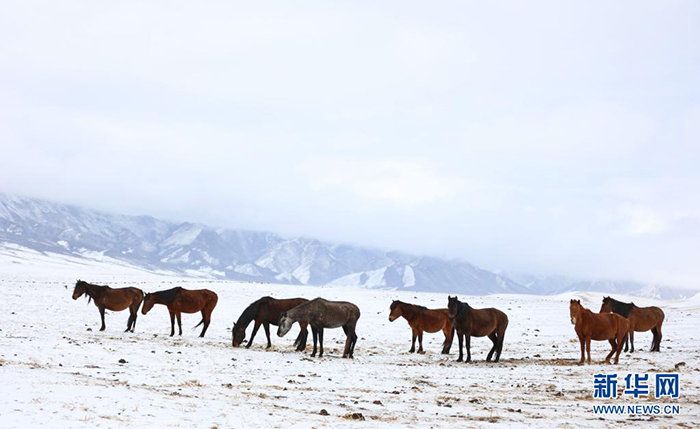 雪落山丹马场