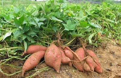 河北一公司被指用40种药喂红薯致土壤污染