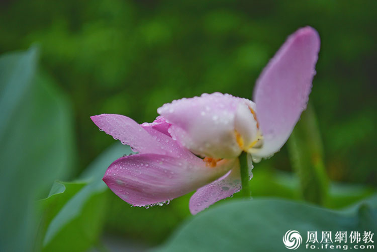 遥想宋人画中花，今日盛开在佛家