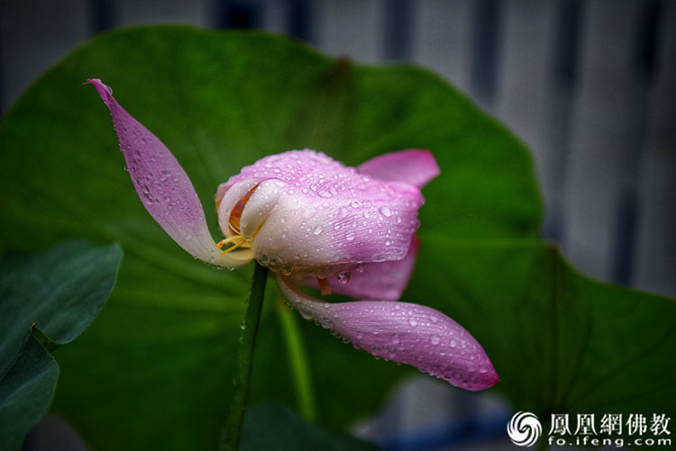 遥想宋人画中花，今日盛开在佛家