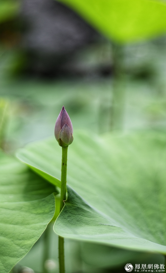 遥想宋人画中花，今日盛开在佛家