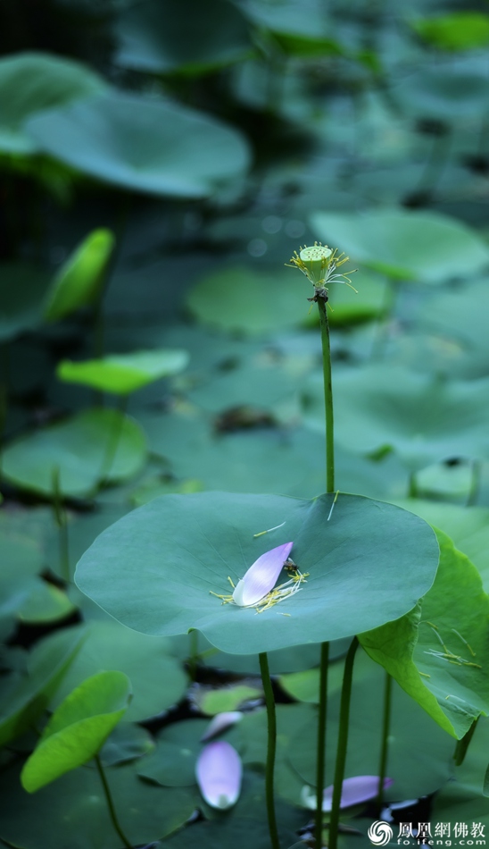 遥想宋人画中花，今日盛开在佛家