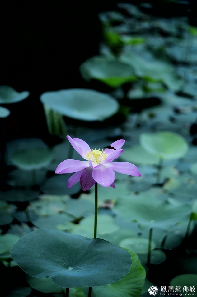 遥想宋人画中花，今日盛开在佛家