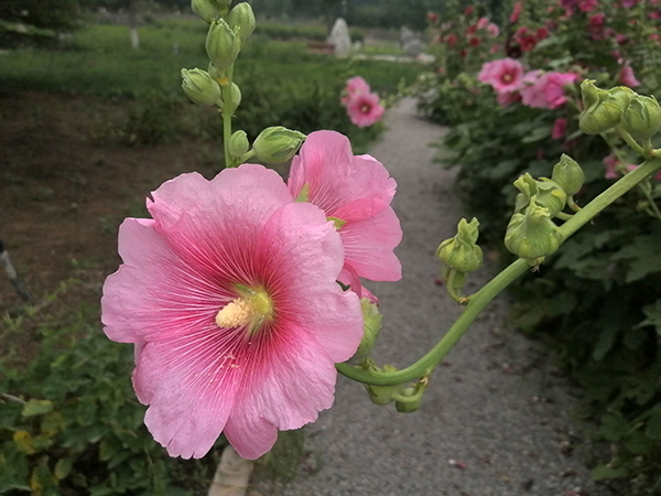 百草园中花盛开——李月手机拍