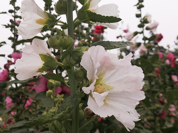 百草园中花盛开——李月手机拍