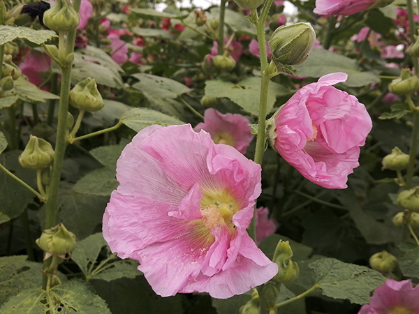 百草园中花盛开——李月手机拍