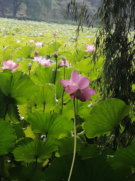 圆明园荷花开了