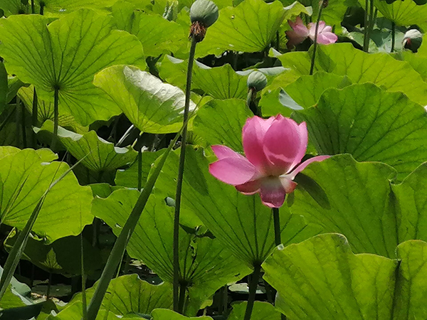 圆明园荷花开了