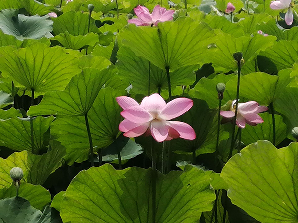 圆明园荷花开了