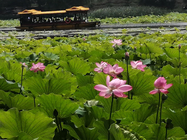 圆明园荷花开了