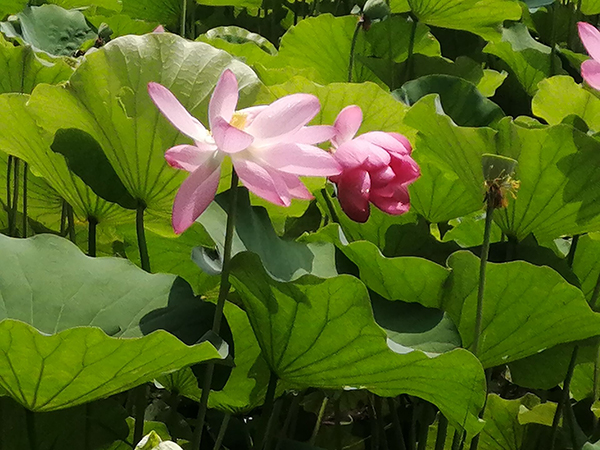 圆明园荷花开了