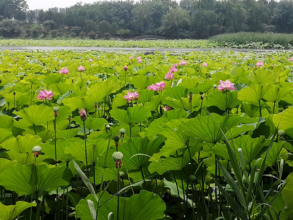 圆明园荷花开了