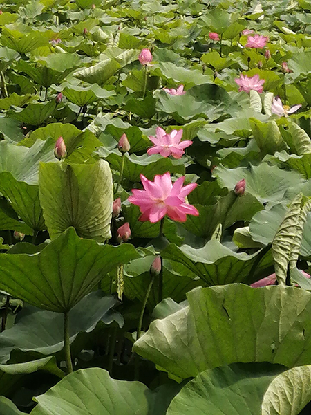 圆明园荷花开了