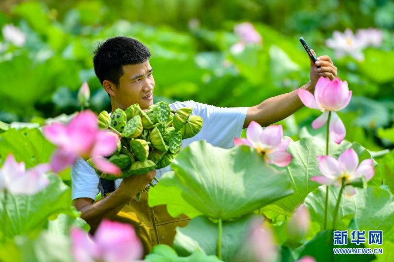 盛夏时节采莲忙