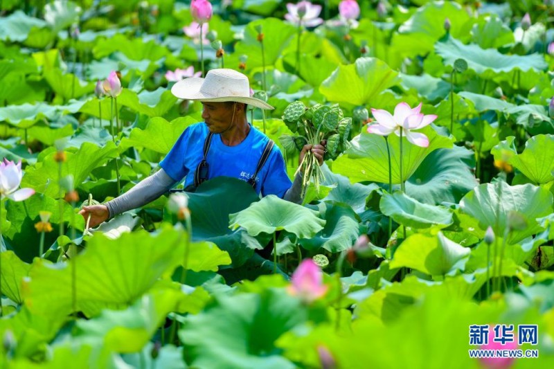 盛夏时节采莲忙