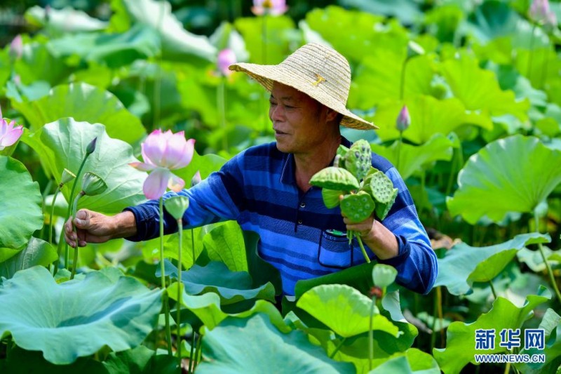 盛夏时节采莲忙