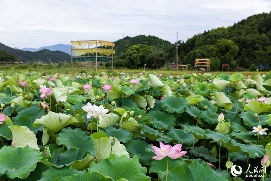 农作物废料变身“植染艺术品”，把福建这个乡村装扮成艺术馆！