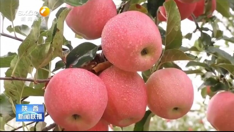 【奋斗百年路 启航新征程】延安： 特色农业绘就乡村振兴新画卷