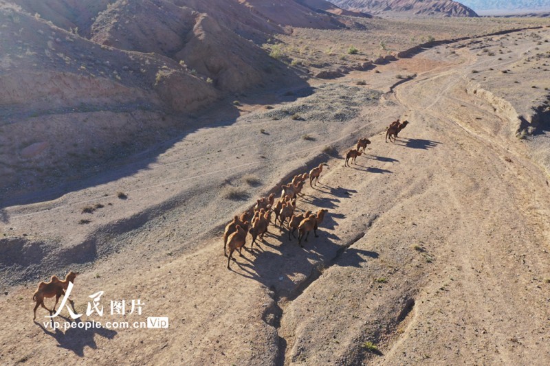 新疆博州：迁徙中的骆群