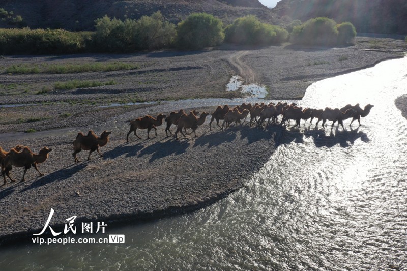 新疆博州：迁徙中的骆群