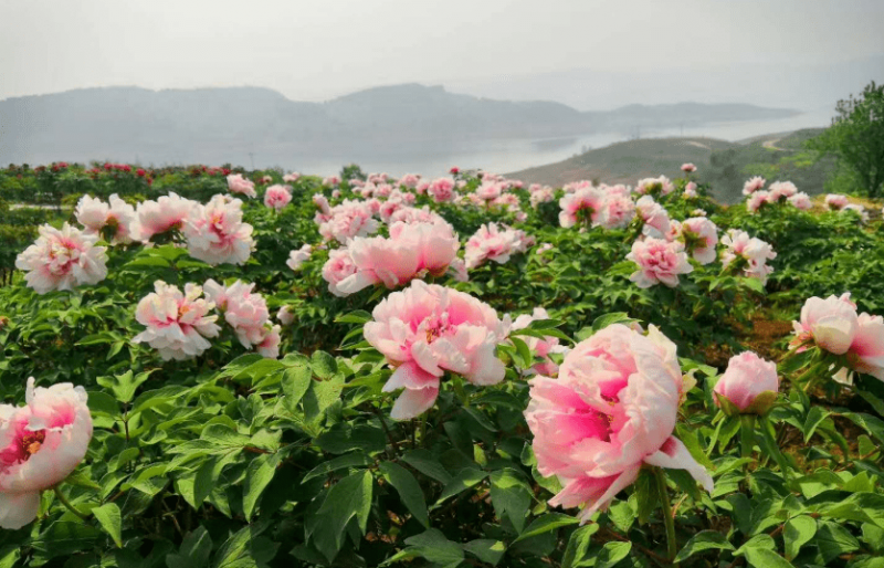 青海专业合作社 开出致富花