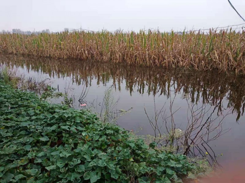 暴雨下的故乡