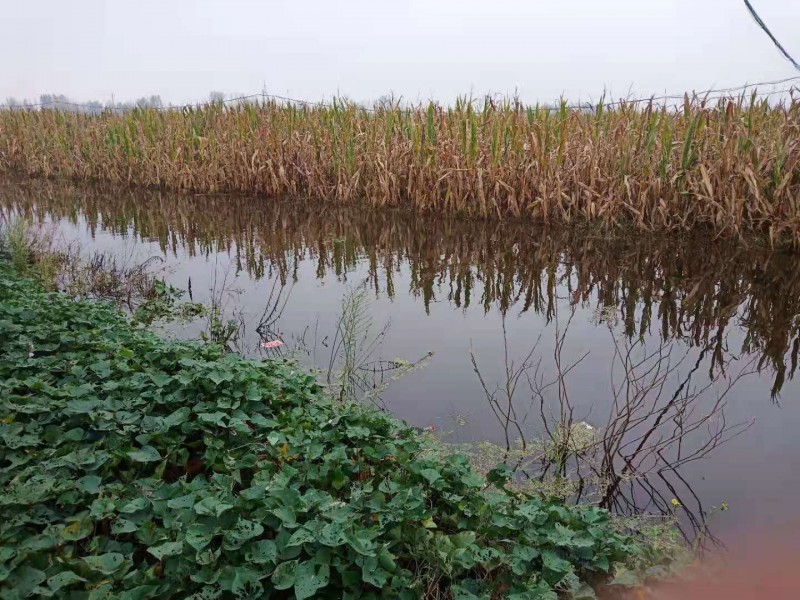 暴雨下的故乡