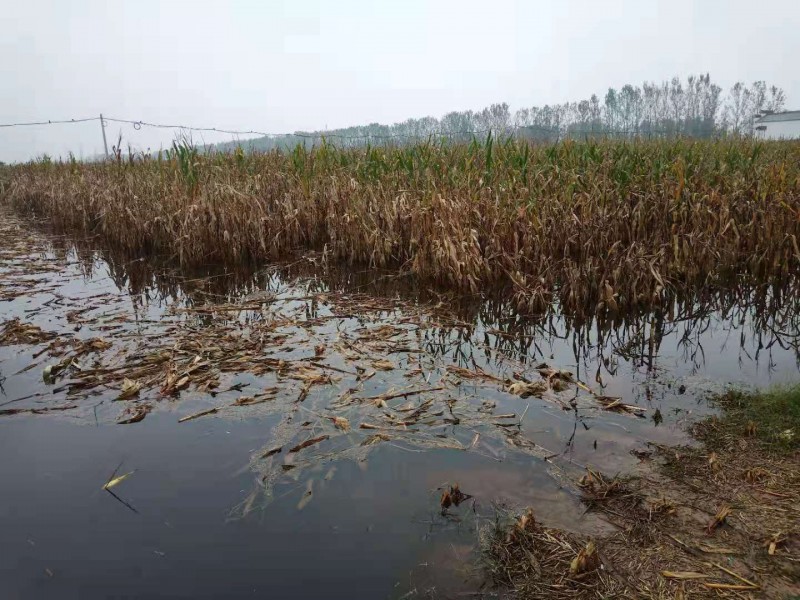 暴雨下的故乡