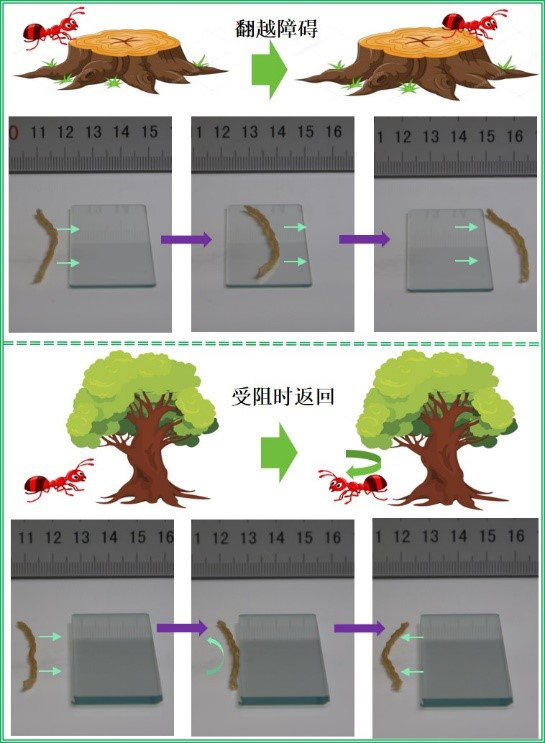 天津大学研发4D打印仿生触觉应变自主软体机器人