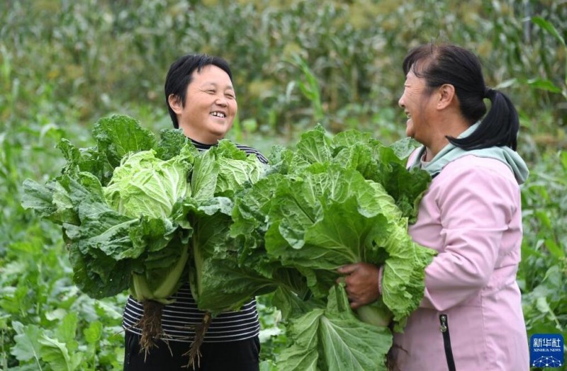 金秋时节收获忙