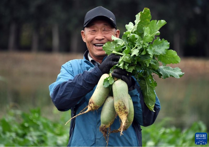 金秋时节收获忙