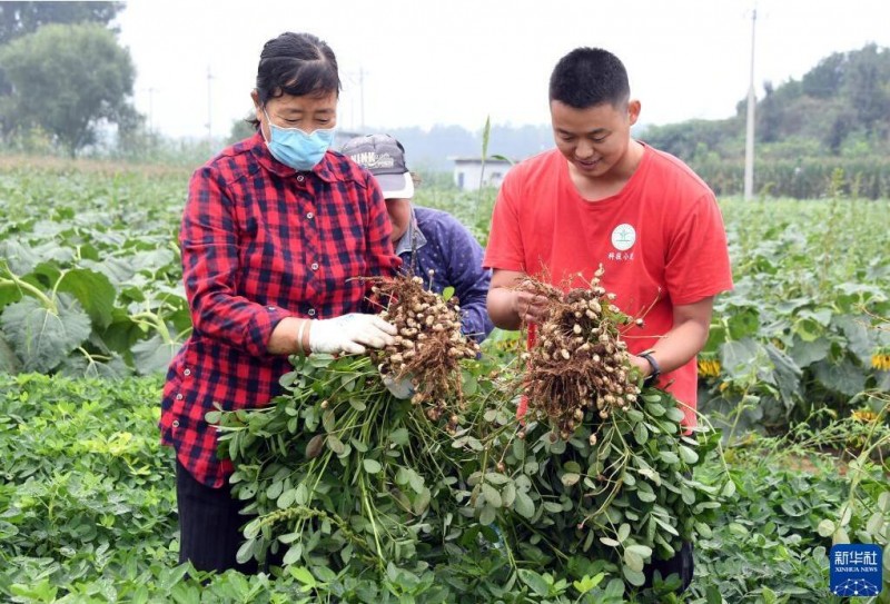 金秋时节收获忙