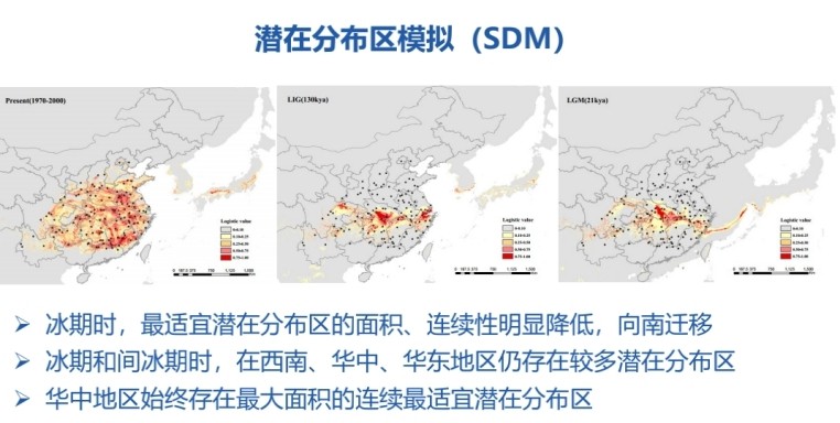 明明满大街都是，为什么说银杏还急需人类伸出援手？