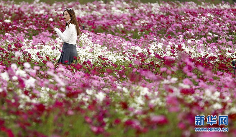 波斯菊开 扮美秋日