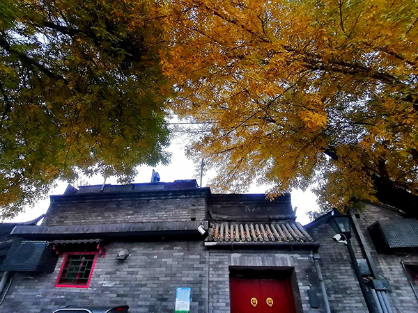 秋到京城已十分——李月手机拍图