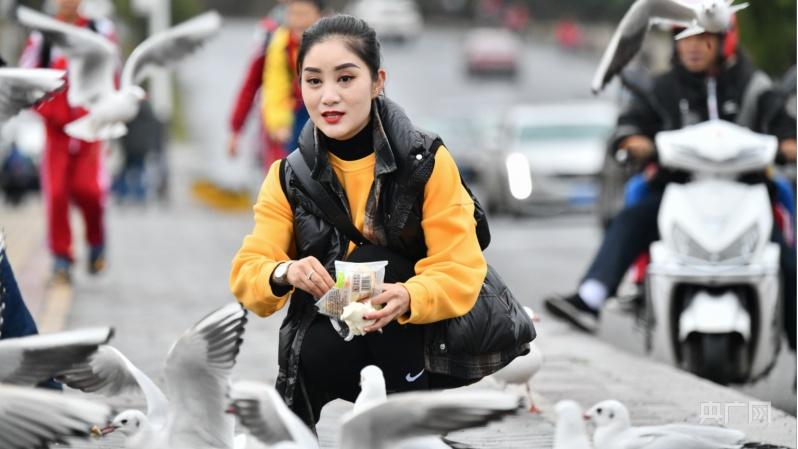 贵州纳雍：红嘴鸥黄杏叶约会白水河